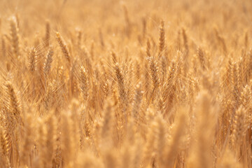 golden wheat field. Ears of golden wheat close up.