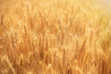 golden wheat field. Ears of golden wheat close up.