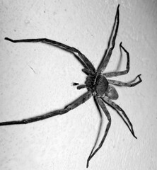 black and white spider