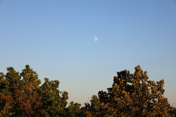 setting moon above trees lit by sunrise