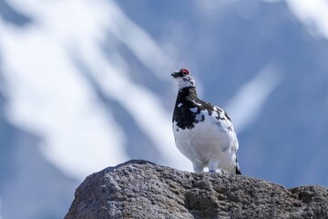 雪山バックにお気に入りのお立ち台でポーズする雷鳥オス