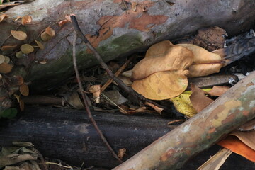 dry leaves and wood in the forest, nature background