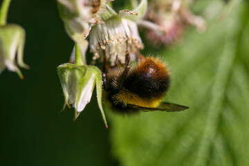 Hummel Macroaufnahme