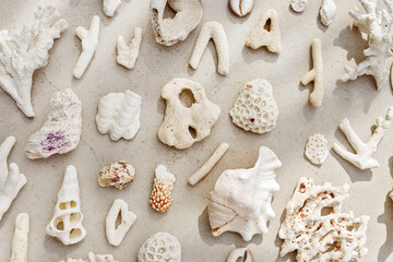 Trend pattern from seashells and coral on sandy color background. Minimal photo at sunlight. Summer...