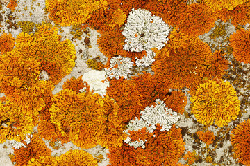 Nature botanical background, covered with mosses and lichens stone, yellow, orange, white plant...