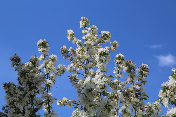 blossoming apple tree in spring
