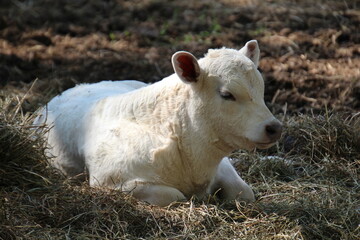 Obraz premium Calf In The Field, Fort Edmonton Park, Edmonton, Alberta
