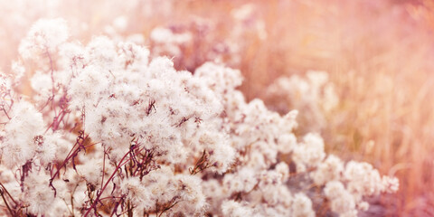 Monochrome nature aesthetics banner as patterns of fluffy seeds of flowers, natural texture...