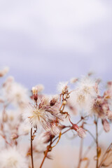 White fluffy seeds of flowers, forms and textures as natural environment pattern or textured background, top view blue beige pastel color minimal style nature pattern, aesthetic texture