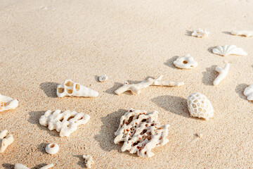 Assorted Seashells and corals on Golden Beach Sand, nature still life from shells and coral pieces arranged on natural beige sandy background, frame with copy space, minimal style, neutral tones