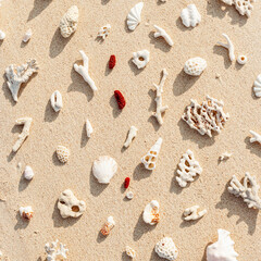 Assorted Seashells and corals on Beige Beach Sand, nature flat lay from shells and white and red coral pieces on natural sandy background, minimal creative pattern, neutral trend tones, above view