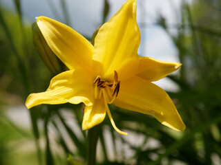 Close up of a yellow Daylily