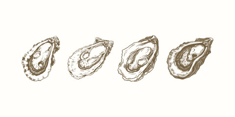 set of oyster engraving vintage vector illustration