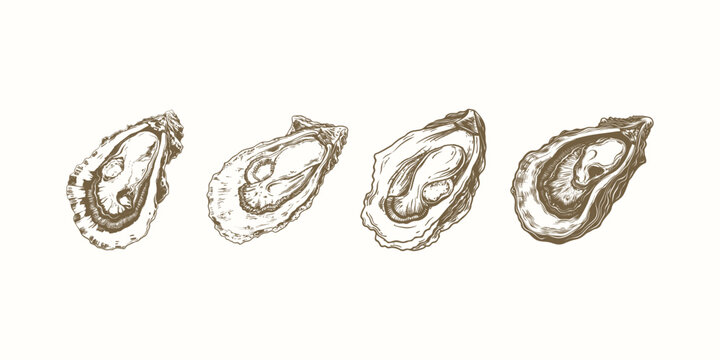 set of oyster engraving vintage vector illustration