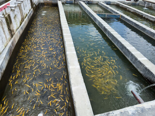 Golden trout fishes in water tank in a fish farm. Trout fish farming in Pakistan.