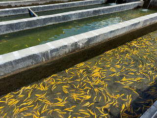 Trout farming in Madyan chail swat valley, Pakistan. Pond with yellow floating fishes. Breeding...