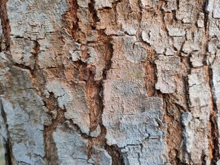 Close up bark of a tree background texture pattern, old maple wood trunk as background
