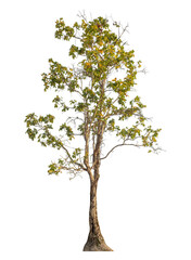 Tree isolated on transparent background with clipping path and alpha channel.