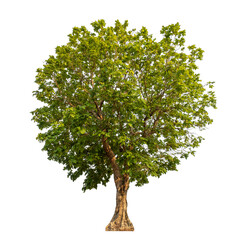 Obraz premium Green tree isolated on transparent background with clipping path and alpha channel.