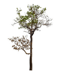 Fototapeta premium Tree isolated on transparent background with clipping path and alpha channel.