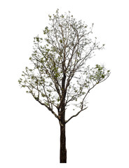 Obraz premium Tree isolated on transparent background with clipping path and alpha channel.
