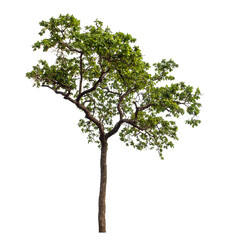 Obraz premium Green tree isolated on transparent background with clipping path and alpha channel.