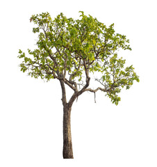 Green tree isolated on transparent background with clipping path and alpha channel.