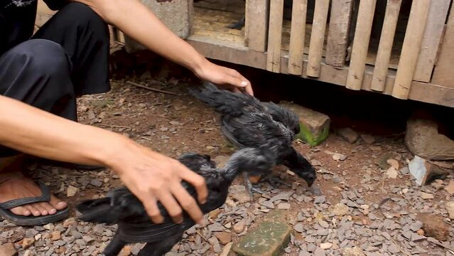 chicken cemani or Gallus gallus domesticus in traditional farms. This chicken comes from Java, Indonesia which has all parts of its body are solid black.

