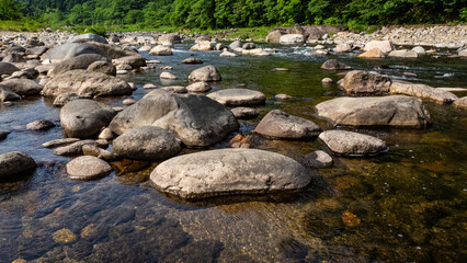 長良川　新緑の樹々