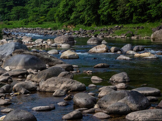 長良川　新緑の樹々