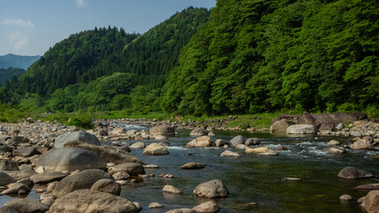 長良川　新緑の樹々