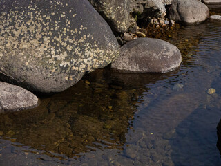 長良川　新緑の樹々