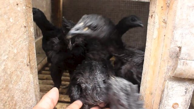budidaya ayam cemani jantan atau Gallus gallus domesticus, ayam ini merupakan salah satu jenis ayam kampung asli Indonesia yang memiliki warganya hitam legam di seluruh bagian tubuhnya. gagak hitam