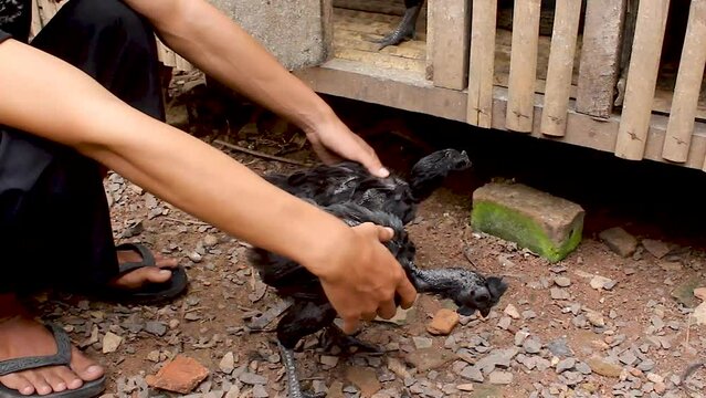 chicken cemani or Gallus gallus domesticus in traditional farms. This chicken comes from Java, Indonesia which has all parts of its body are solid black.
