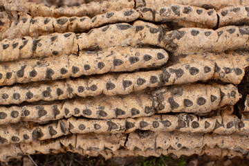 Remains of dead Saguaro cactus