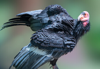 The California condor is one of the world’s largest and rarest birds, with a wingspan of 9 to 10...