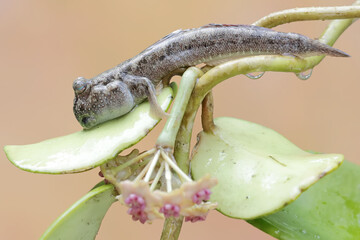 A barred mudskipper fish resting in the bushes at the estuary of the coast. This fish, which is mostly done in the mud, has the scientific name Periophthalmus argentilineatus.
