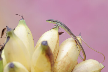 A long-tailed grass lizard is hunting for prey in banana fruit bunches. This long-tailed reptile...