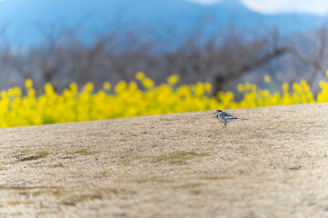 ムクドリと菜の花畑