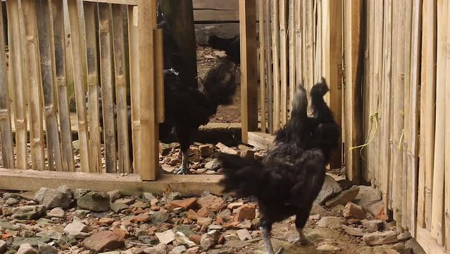 goth chicken or Gallus gallus domesticus in the bamboo cage area. This chicken comes from Java, Indonesia where all parts of its body are pitch black.
