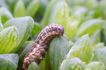 spodoptera exigua larva in the wild state