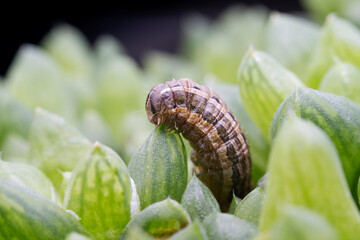 spodoptera exigua larva in the wild state