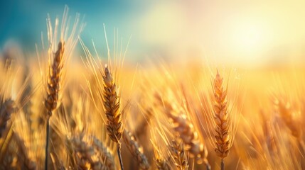 Field of mature wheat on a sunny summer day during the late afternoon