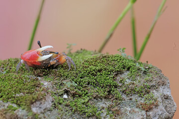 A fiddler crab is hunting for prey in the seaweed beds that grow on the coral. This animal has the...