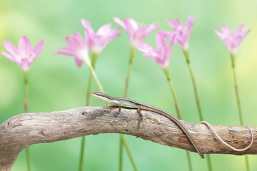 A long-tailed grass lizard is sunbathing before starting its daily activities. This long-tailed...