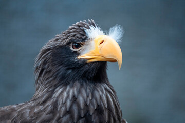 Steller's Sea Eagles often associates with White-tailed Eagles where prey is abundant.

