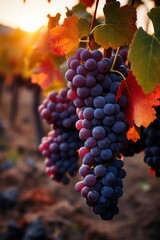 Harvest Time: Ripe Grapes in a Vineyard at Sunset