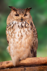 Siberian Eagle Owl combine fast and powerful flights with shallow wing beats and long, fast glides.