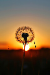 Silhouette of dandelion against backdrop of setting sun, evoking tranquility