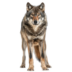 Fototapeta premium Isolated wolf on white background. Wild animal concept